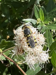 Hedriodiscus truquii