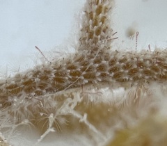 Jellyella tuberculata