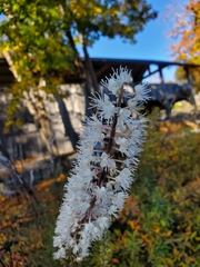 Actaea simplex