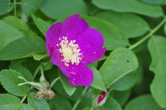 Rosa glabrifolia