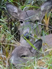 Odocoileus virginianus leucurus