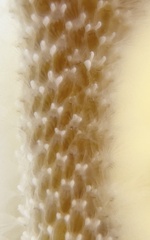 Jellyella tuberculata