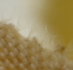 Jellyella tuberculata