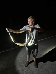 Python bivittatus