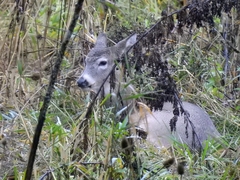 Odocoileus virginianus leucurus