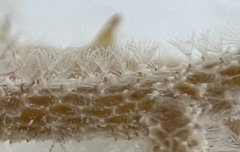 Jellyella tuberculata