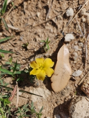 Menodora