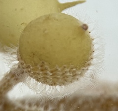 Jellyella tuberculata