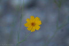 Thelesperma simplicifolium