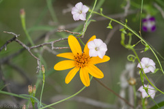 Convolvulus equitans