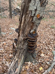 Ischnoderma benzoinum