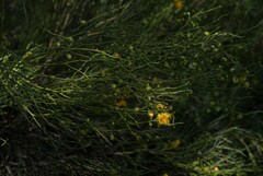 Senna aphylla