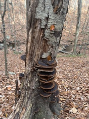 Ischnoderma benzoinum