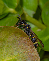 Symmorphus canadensis