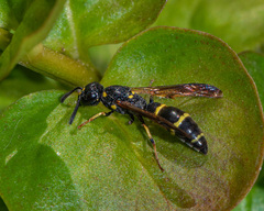 Symmorphus canadensis