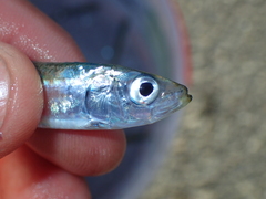 Sardina pilchardus