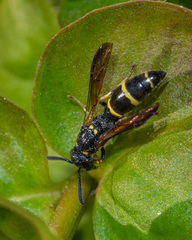 Symmorphus canadensis