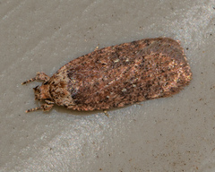 Agonopterix clemensella
