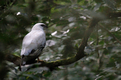 Pseudastur albicollis