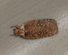 Agonopterix clemensella