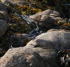 Motacilla alba yarrellii
