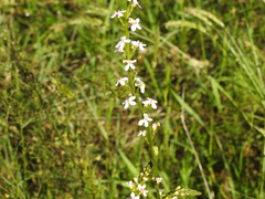 Stylidium armeria