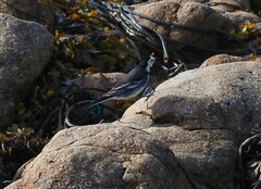 Motacilla alba yarrellii
