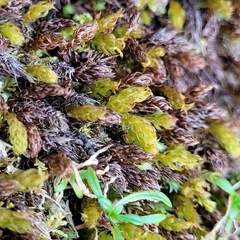 Mnium thomsonii