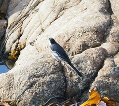 Motacilla alba yarrellii