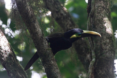 Selenidera spectabilis