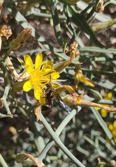 Leptochilus cruentatus