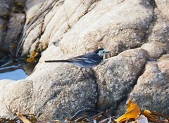 Motacilla alba yarrellii