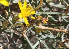 Leptochilus cruentatus
