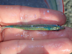 Sardina pilchardus