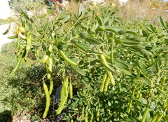 Senna corymbosa