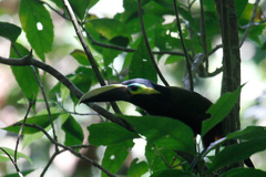 Selenidera spectabilis