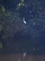 Ardea herodias occidentalis