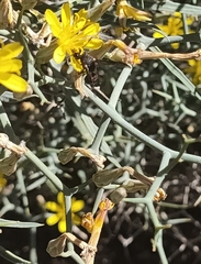 Leptochilus cruentatus