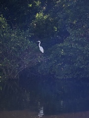 Ardea herodias occidentalis