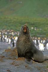 Arctocephalus gazella