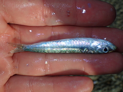 Sardina pilchardus