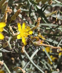 Leptochilus cruentatus