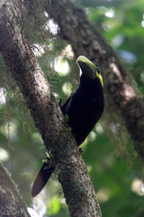 Selenidera spectabilis