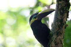 Selenidera spectabilis