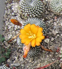 Rebutia minuscula