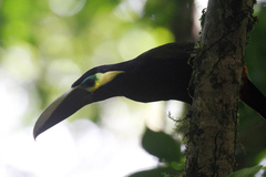 Selenidera spectabilis