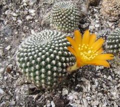 Rebutia minuscula
