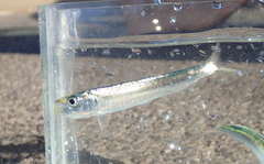 Sardina pilchardus