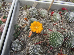 Rebutia minuscula