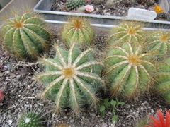 Parodia magnifica